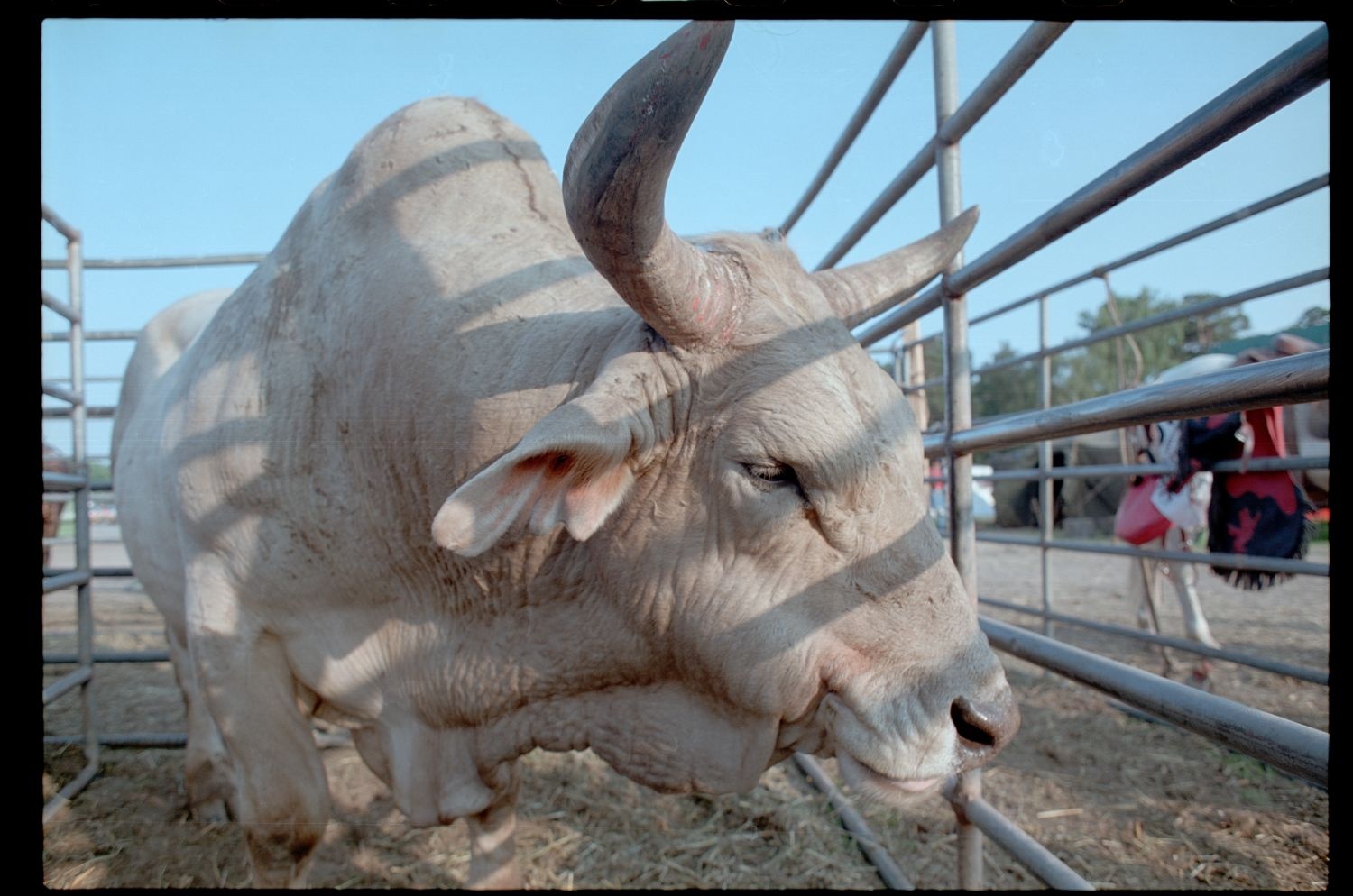 Fotografie: Rodeo auf dem Festplatz Deutsch-Amerikanisches Volksfest in Berlin-Zehlendorf