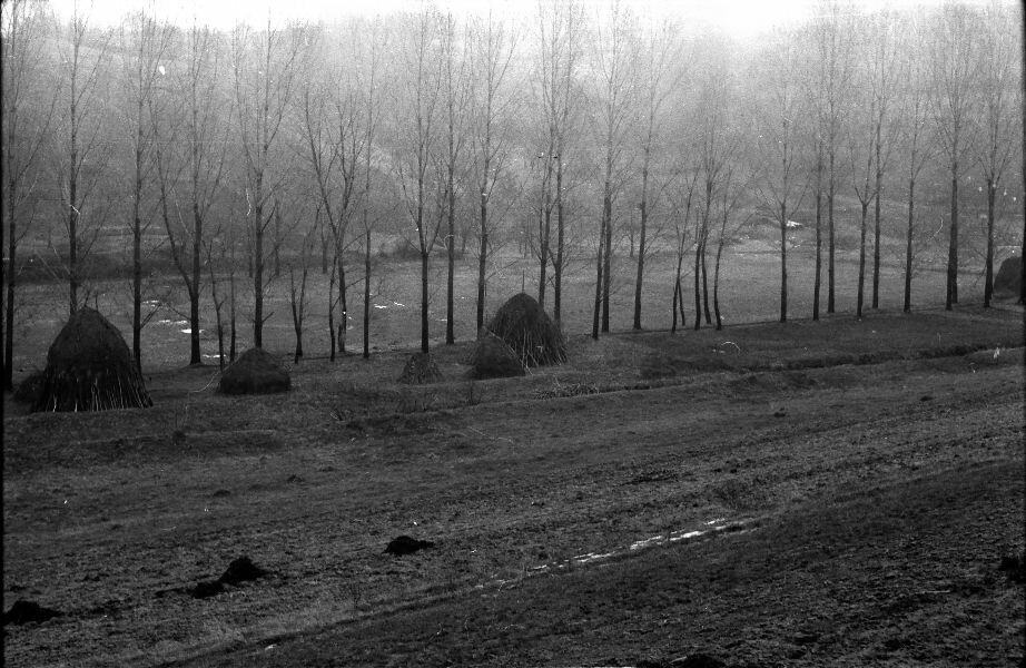 Boglyák a patak mentén (MTA BTK Néprajztudományi Intézet CC BY-NC-SA)