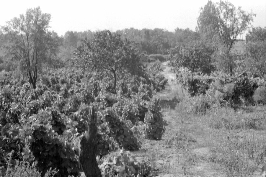 Szőlőhegyi részlet. Részlet a kulcsi szőlőhegy régi ültetvényeiből (MTA BTK Néprajztudományi Intézet CC BY-NC-SA)