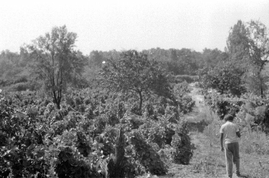 Szőlőhegyi részlet. Részlet a kulcsi szőlőhegy régi ültetvényeiből (MTA BTK Néprajztudományi Intézet CC BY-NC-SA)