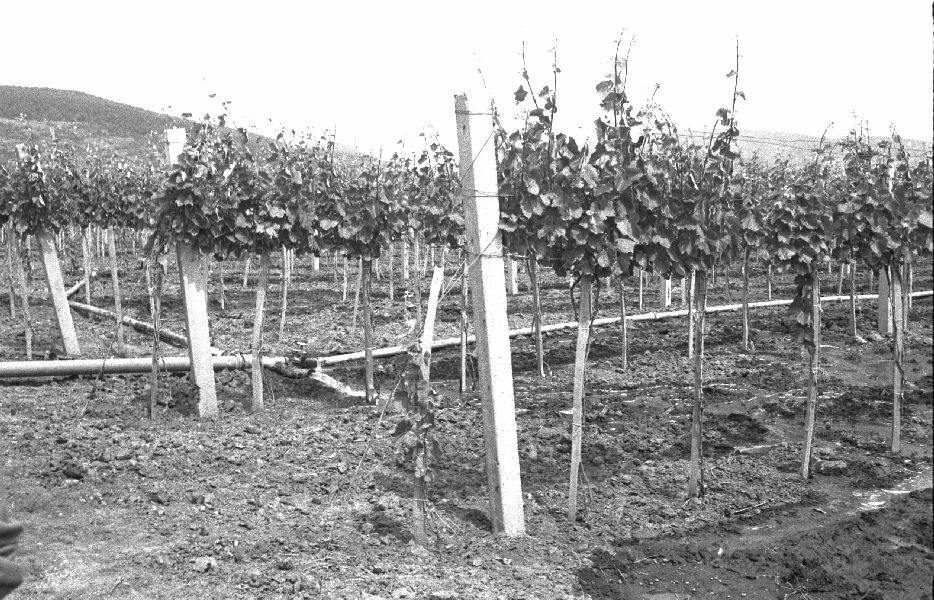 Magasművelésű szőlő (MTA BTK Néprajztudományi Intézet CC BY-NC-SA)