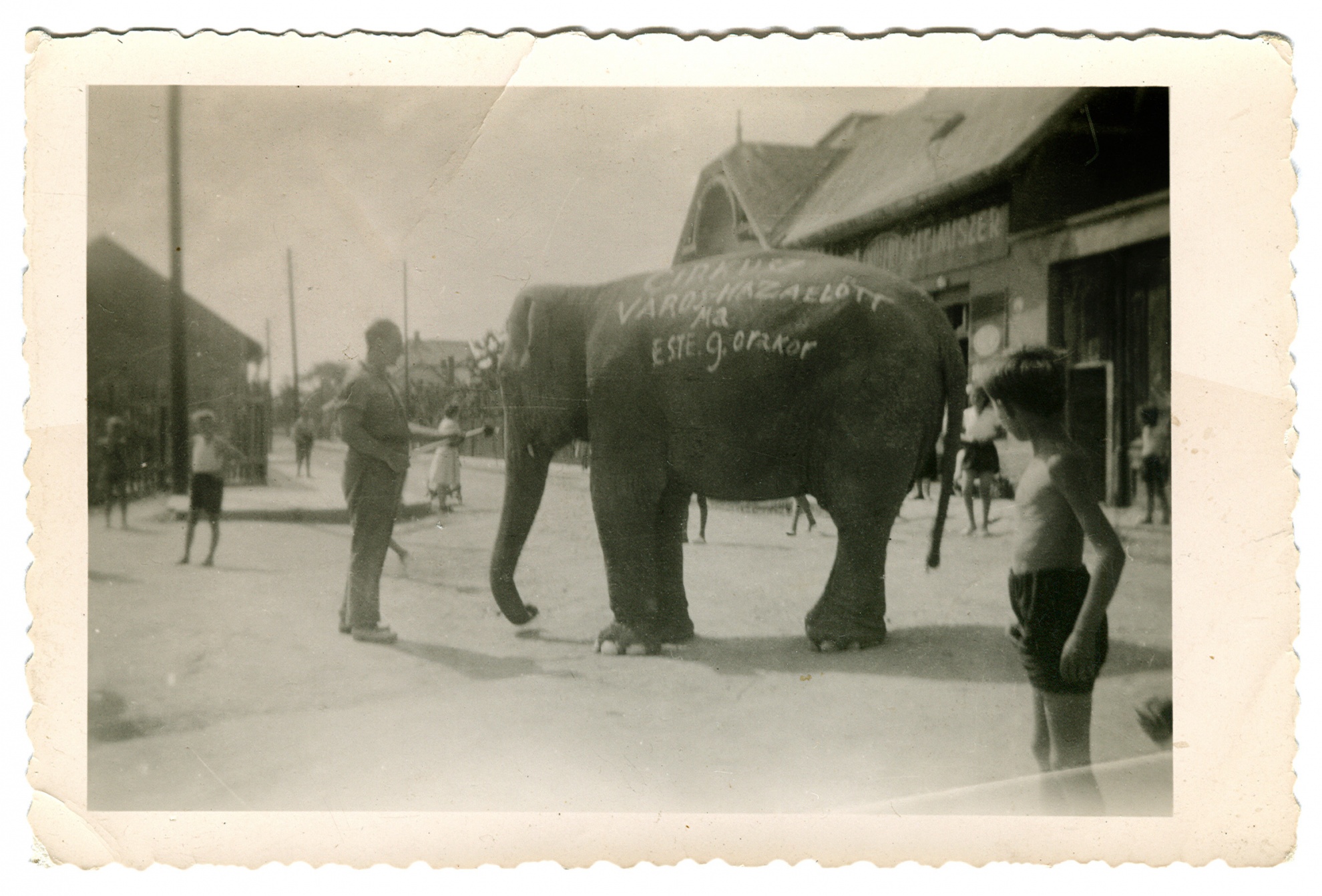 Elefánt az Árpád utcában (Nemes Ferenc CC BY-NC-SA)
