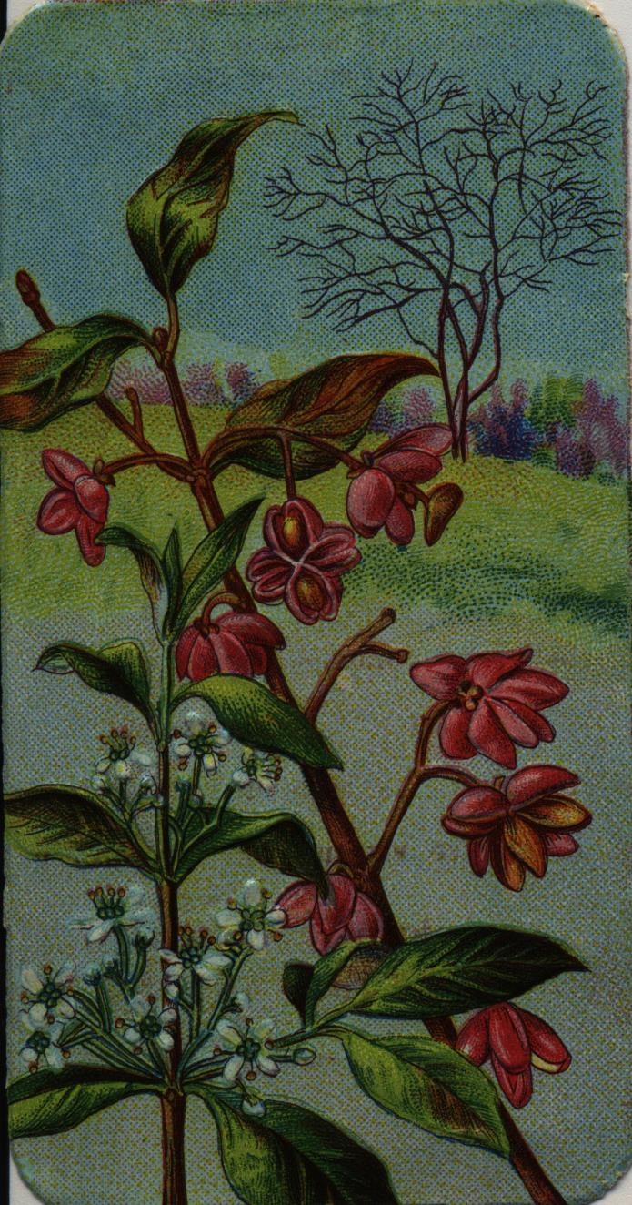 Stühmer kártya, A csíkos kecskerágó (Magyar Kereskedelmi és Vendéglátóipari Múzeum CC BY-NC-SA)