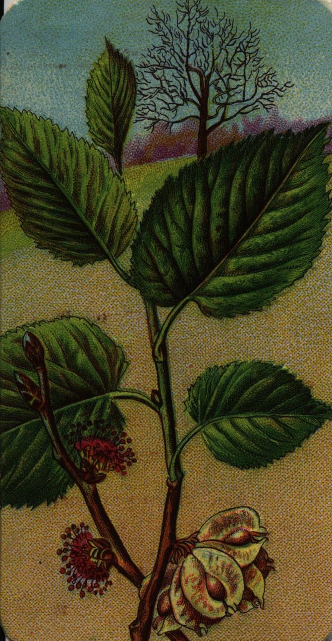 Stühmer kártya, A mezei szilfa (Magyar Kereskedelmi és Vendéglátóipari Múzeum CC BY-NC-SA)