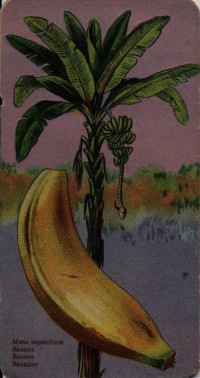 Stühmer kártya, banán