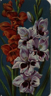 Stühmer kártya, gladiolus