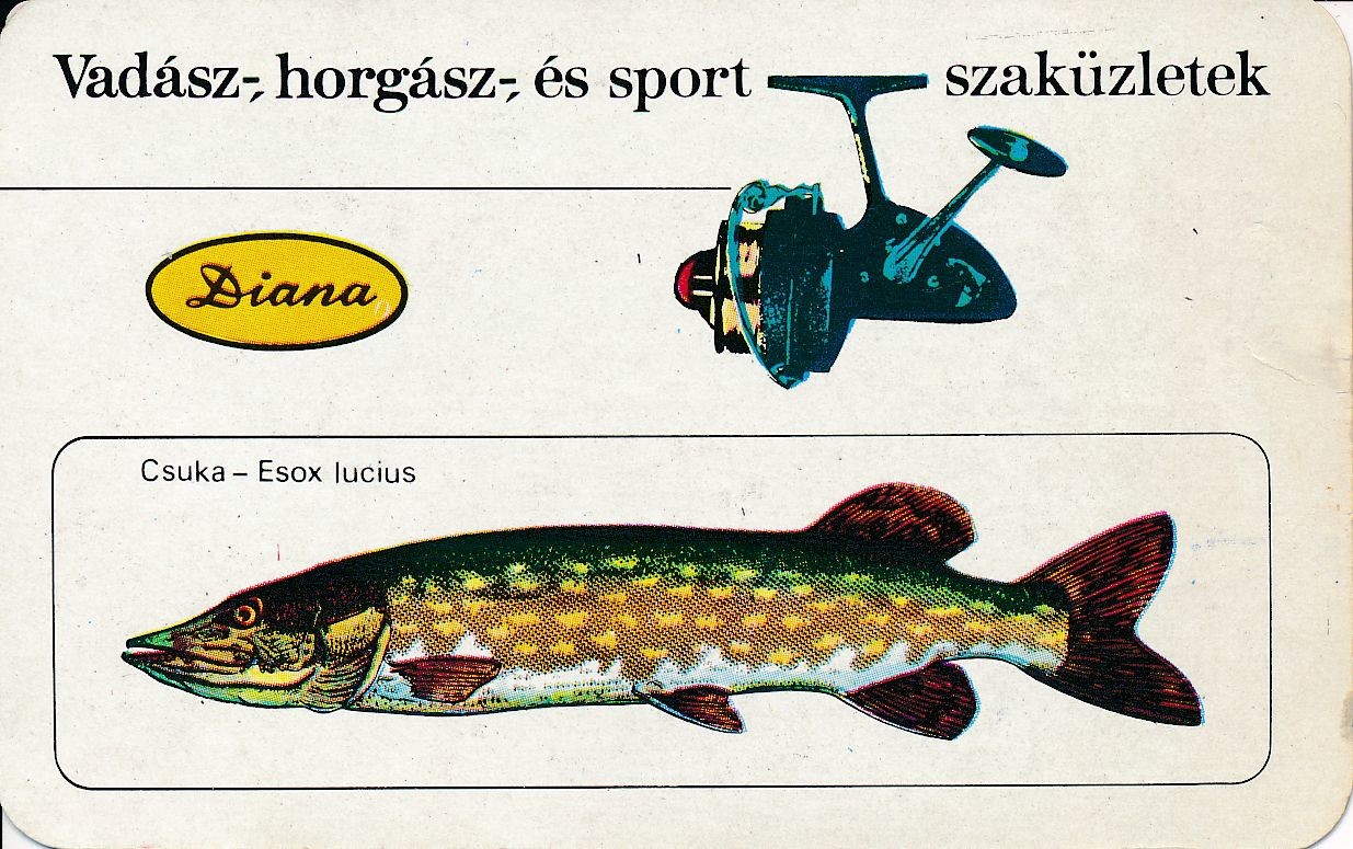 Diana Vadász horgász sport szaküzletek kártyanaptár 1974 (Magyar Kereskedelmi és Vendéglátóipari Múzeum CC BY-NC-SA)